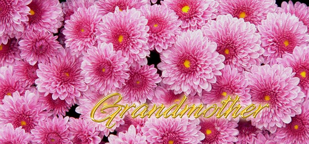 Chrysanthemum Grandmother